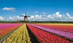 Holandia - wiatrak i tulipany 